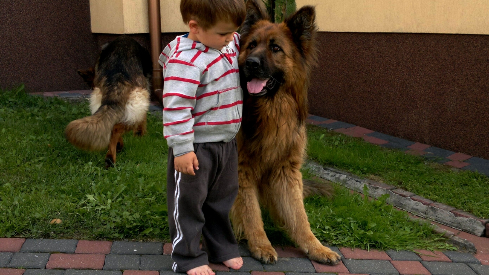 Dziecko i pies pod jednym dachem. 