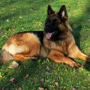 dziewczyny-z-hodowli-hen-mi-na-placu-szkoleniowym-boss-hakermae-szkolenie-1-20171104-1225522260