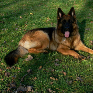 dziewczyny-z-hodowli-hen-mi-na-placu-szkoleniowym-boss-hakermae-szkolenie-2-20171104-1754668218