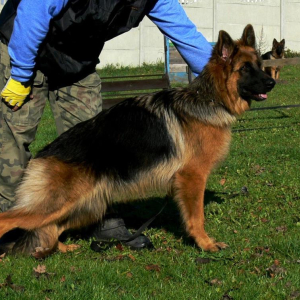 dziewczyny-z-hodowli-hen-mi-na-placu-szkoleniowym-boss-hakermae-szkolenie-3-20171104-1805910808