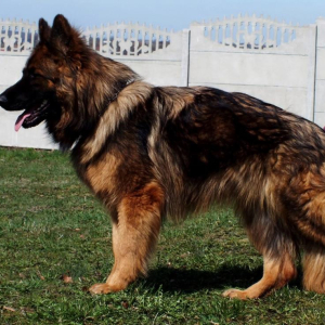 hera-boss-hakersuczka-wilczasta-1-20171105-1776550548