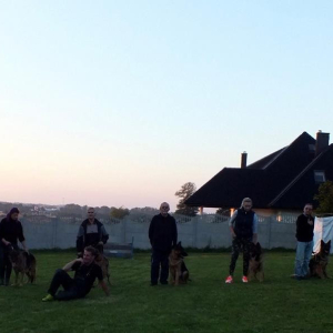 niedzielne-szkolenie-owczarkow-niemieckichna-sportowo-1-20171010-1476799419