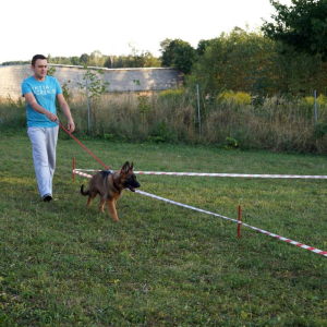 szczeniaki-z-hodowli-boss-haker-4-20171028-1889515249