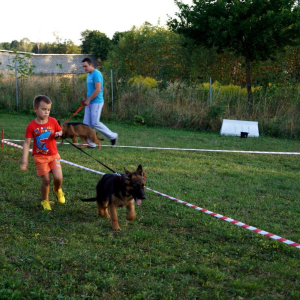 szczeniaki-z-hodowli-boss-haker-5-20171028-1035724628