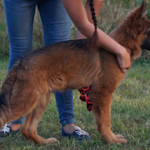 szczeniaki-z-hodowli-boss-haker-6-20171028-1129373661