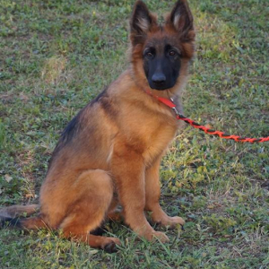 szczeniaki-z-hodowli-boss-haker-7-20171028-1642870113