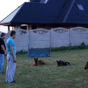 szczeniaki-z-hodowli-boss-haker-9-20171028-1443701755