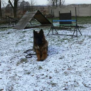 zahar-hen-mi-10-miesicy-2-20171213-1147149981