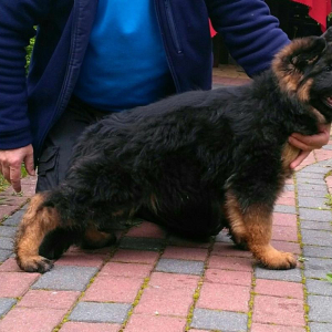 zahar-hen-mi-5-20171028-1930475244