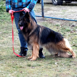 hachi-boss-haker-24miesice-7-20180114-1653926868