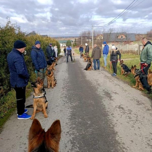 socjalizowanie-psow-w-terenie-1-20191204-1787132614