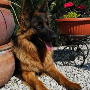 bona-juz-dorosla-sunia-piekna-i-wyszkolona-testy-bhigpi-to-wszystko-zasuga-justyny-m-1-20200517-1571285251