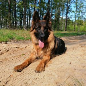 bona-juz-dorosla-sunia-piekna-i-wyszkolona-testy-bhigpi-to-wszystko-zasuga-justyny-m-1-20200517-1574861782-2