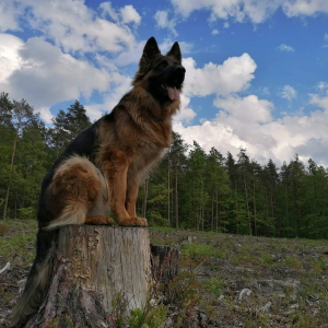 bona-juz-dorosla-sunia-piekna-i-wyszkolona-testy-bhigpi-to-wszystko-zasuga-justyny-m-2-20200517-1057999066