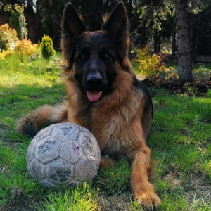 bona-juz-dorosla-sunia-piekna-i-wyszkolona-testy-bhigpi-to-wszystko-zasuga-justyny-m-2-20200517-1731925540