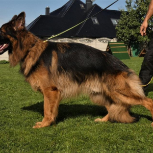 lupo-boss-haker-na-szkoleniu-1-20201006-1896499985