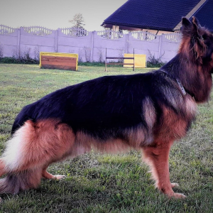 odemon-w-stoj-1-20200205-1737002161