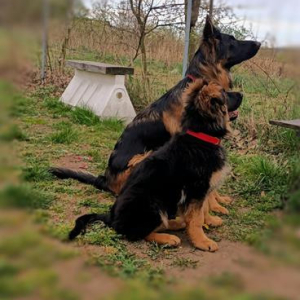 pieski-z-naszej-hodowli-1-20200426-1476383310