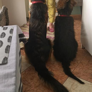 pieski-z-naszej-hodowli-2-20200426-1891226057