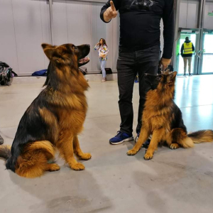 wystawa-bdzin-2020r-1-20200205-1303976505