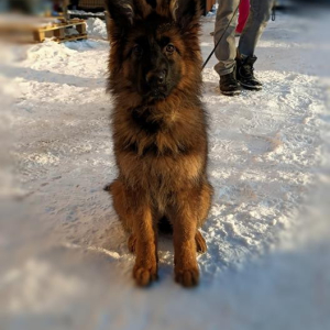 carmel-sfora-zozy-1-20210215-1378440353