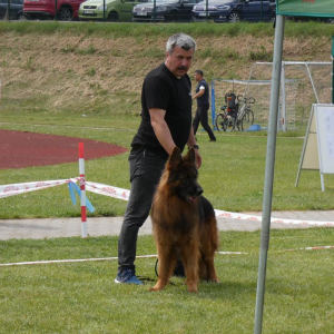 i-krajowa-wystawa-owczarkow-niemieckich-gniazdow-05-06-2021r-1-20210613-1440992074