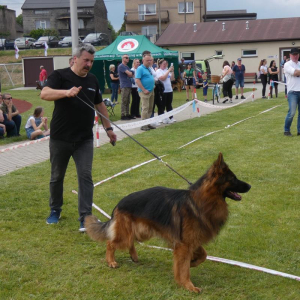 i-krajowa-wystawa-owczarkow-niemieckich-gniazdow-05-06-2021r-2-20210613-1337272331