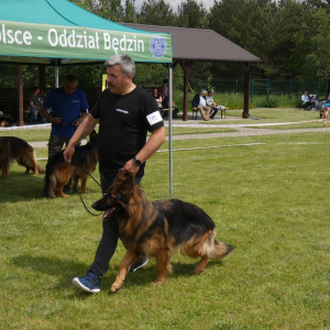 i-krajowa-wystawa-owczarkow-niemieckich-gniazdow-05-06-2021r-3-20210613-1607363327