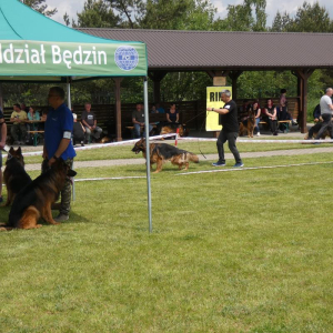 i-krajowa-wystawa-owczarkow-niemieckich-gniazdow-05-06-2021r-4-20210613-1324890646