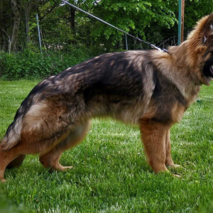 ruda-sfora-zozy-8-miesicy-1-20211031-1419652058