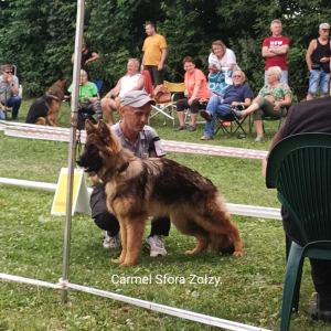 vi-miedzynarodowa-wystawa-psow-rasowych-czestochowa-24-25-07-2021r-1-20210725-1825990788