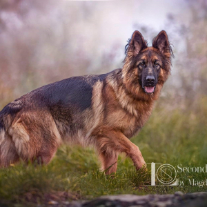 nataszka-i-jej-suczka-nela-4-20221203-1005878627