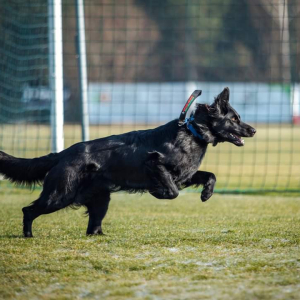 testy-psychiczne-majka-z-rudzkiej-watahy-5-20221125-1400211881